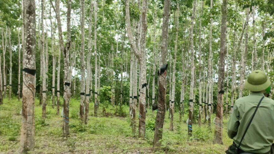 Gia Lai: Điều tra vụ 359ha cao su 'vô chủ' trên đất rừng Gia Lai: Điều tra vụ 359ha cao su 'vô chủ' trên đất rừng 1