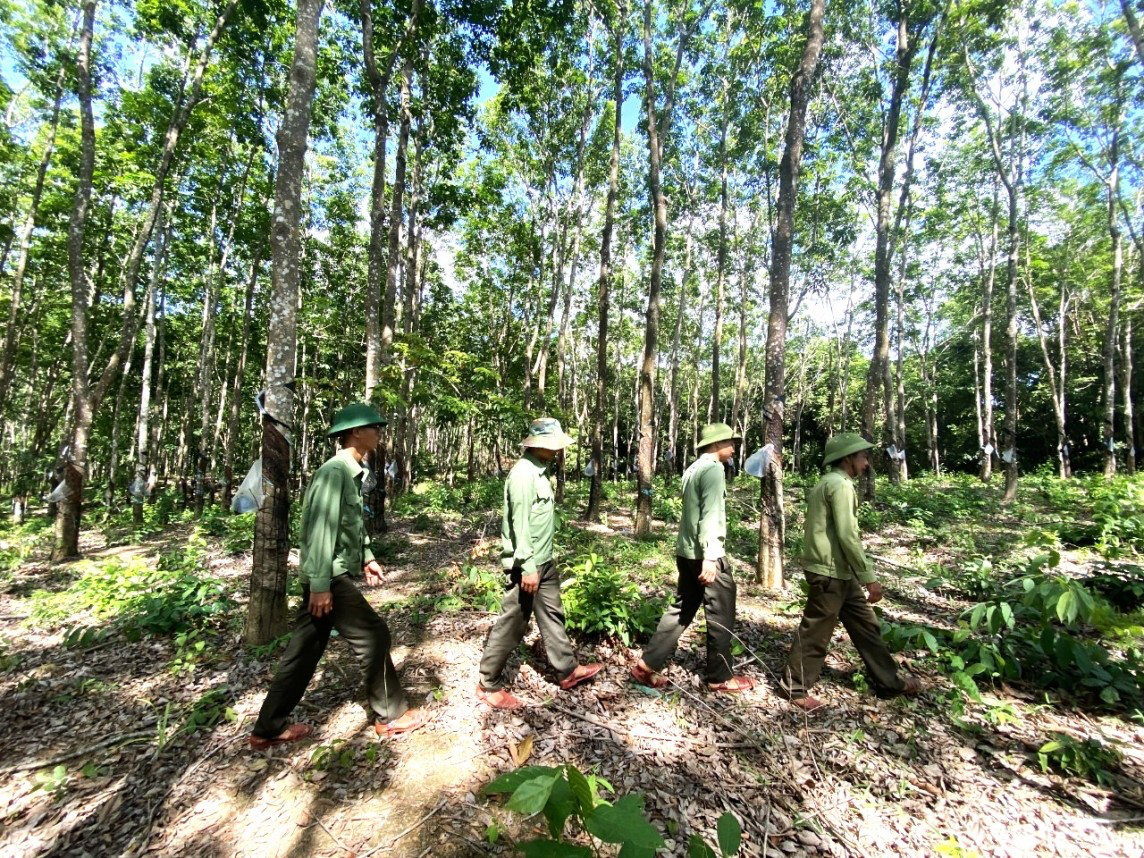 Thường trực Tỉnh ủy Gia Lai chỉ đạo làm rõ vụ 359 ha rừng cao su “vô chủ” 1