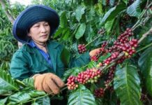 
 Giá cà phê ở Gia Lai tăng 1,2 triệu đồng/tấn
