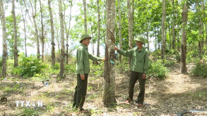 Hơn 350 ha rừng thuộc địa bàn quản lý của Ban Quản lý rừng phòng hộ Ia Puch, huyện Chư Prông, tỉnh Gia Lai bị phá trắng để chiếm đất trồng cao su suốt hơn 10 năm qua. (Ảnh: Hoài Nam/TTXVN) 2