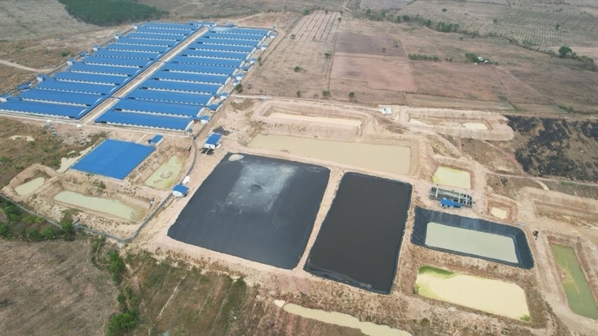 Năm 2023 và 6 tháng đầu năm 2024, toàn tỉnh có 12 đơn vị bị xử phạt vi phạm quy định về môi trường trong chăn nuôi. Ảnh: Hồng Thương