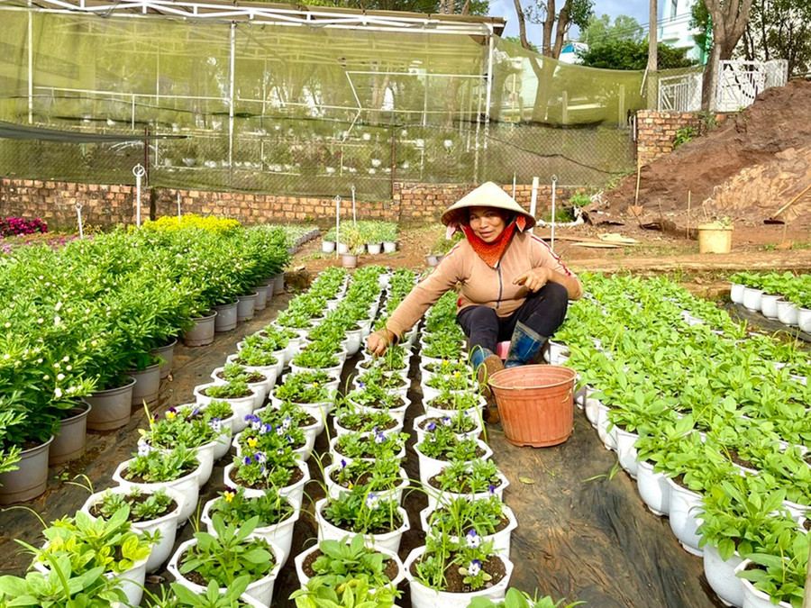 Bà Nguyễn Thị Tuyết-Chủ vườn hoa, cây cảnh trên đường Tôn Thất Tùng (TP. Pleiku) ươm gần 2 ngàn chậu hoa để cung cấp cho thị trường Tết Nguyên đán. Ảnh: H.T 2.jpg