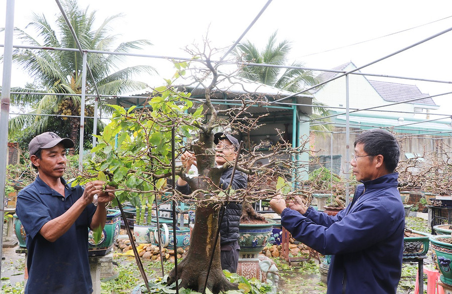 Các thành viên Câu lạc bộ Bonsai Đông Gia Lai (thị xã An Khê) lặt lá mai để cây ra hoa đúng dịp Tết Nguyên đán. Ảnh: N.M 1nha-vuon-tat-bat-cham-soc-hoa-cay-canh-phuc-vu-tet.jpg