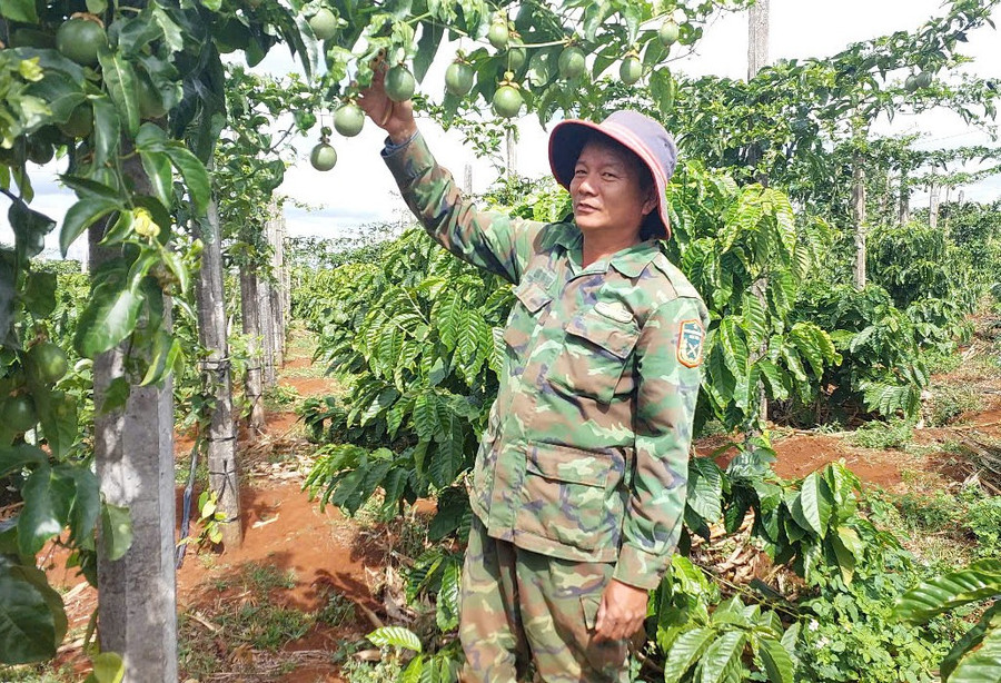 Ông Đống bên vườn cà phê tái canh trồng xen chanh dây và hồ tiêu. Ảnh: N.D ong-dong-ben-vuon-ca-phe-tai-canh-trong-chanh-day-va-ho-tieu.jpg