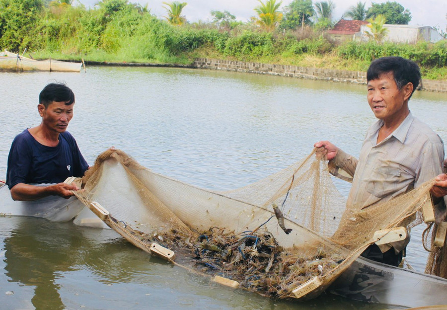 Ông Tống Văn Tần (bìa phải, xã Ayun Hạ) kiểm tra lứa tôm càng xanh để phục vụ thị trường dịp Tết. Ảnh: V.C ong-tong-van-tan-xa-ayun-ha-dang-tich-cuc-cham-soc-lua-tom-cang-xanh-de-phuc-vu-thi-truong-dip-tet-anh-vu-chi.jpg