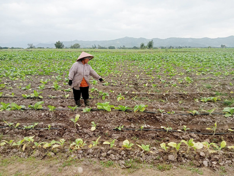 Ruộng thuốc lá của gia đình bà Nguyễn Thị Phương (thôn Thanh Bình, xã Uar) bị bệnh vàng lá và chết rũ đang trồng dặm lại. Ảnh: L.N 22.jpg