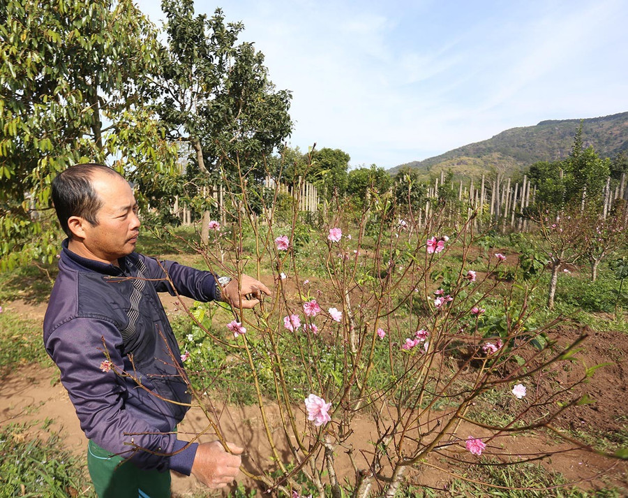 Gia đình anh Chung trồng khoảng 150 gốc đào xứ Thanh tại Mang Yang. Ảnh: Văn Ngọc 2vn.jpg