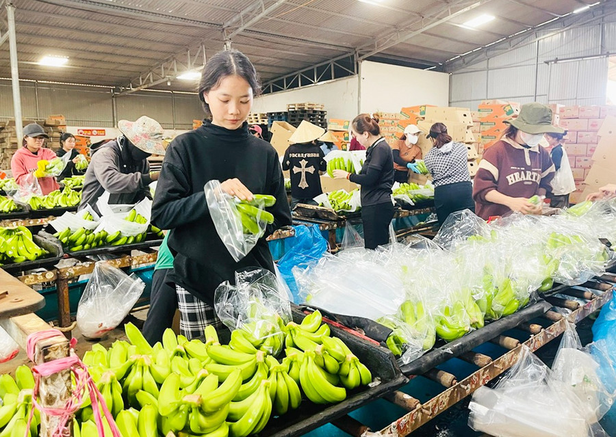 Sản phẩm chuối của Công ty cổ phần Nông nghiệp An Thịnh Farm có đầu ra ổn định hơn sau khi được cấp mã số vùng trồng. Ảnh: H.T chu-prong-mo-rong-dien-tich-cay-an-qua-phuc-vu-xuat-khau-bg.jpg