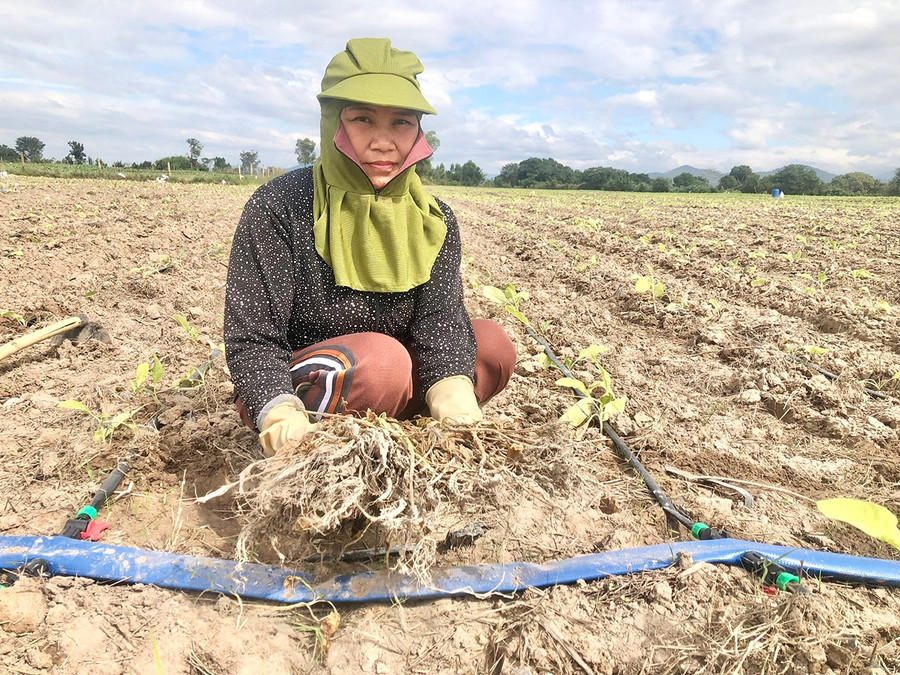 Bà Tống Thị Tuyết (thôn Thanh Bình, xã Uar) nhổ bỏ những cây thuốc lá bị bệnh thối thân. Ảnh: L.N krong-pa-nguoi-trong-thuoc-la-gap-kho-vi-thoi-tiet-bat-loi-bg.jpg