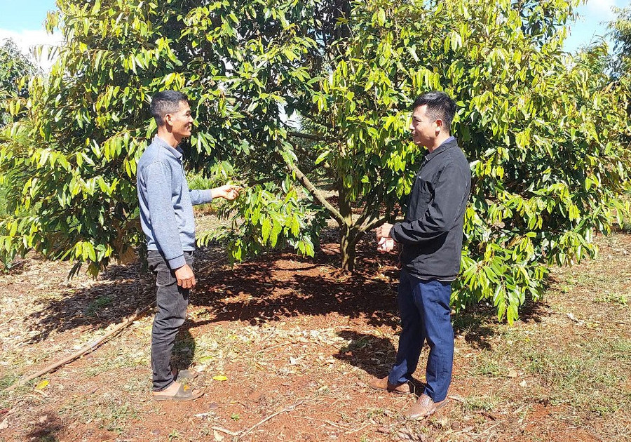 Vườn cây đa canh của gia đình ông Trần Văn Luận (bìa trái, làng Brếp, xã Đak Djrăng) đem lại lợi nhuận khoảng 1 tỷ đồng/năm. Ảnh: N.D vuon-cay-da-canh-cua-ong-luan.jpg