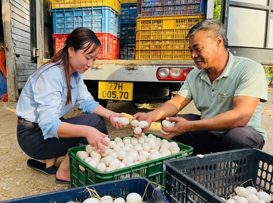 Sản lượng trứng vịt của gia đình ông Đào Minh Châu (thôn Bình Trang, xã Ia Peng) hiện không chỉ cung ứng cho thị trường trong và ngoài tỉnh mà còn được vận chuyển sang thị trường Lào, Campuchia. Ảnh: V.C san-luong-trung-vit-cua-gia-dinh-ong-dao-minh-chau-thon-binh-trang-xa-ia-peng-hien-khong-chi-cung-ung-cho-thi-truong-trong-va-ngoai-tinh-ma-con-duoc-van-chuyen-sang-thi-truong-lao-campuchia-anh-vu-chi.jpg