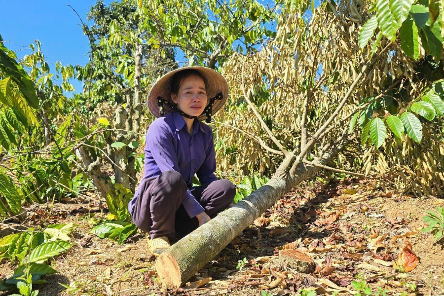 Thêm đã táo tợn 2 lần phá hoại vườn cà phê, hồ tiêu và sầu riêng của gia đình chị Giang Phương Thanh (thôn Nhơn Thọ, xã Đăk Ta Ley, huyện Mang Yang ). Ảnh: L.K 1739524071330.jpg