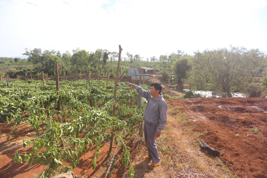 Vườn chanh dây của ông Hải đã bắt đầu héo rũ lá khi bị cắt gốc. Ảnh: Văn Ngọc vuon-chanh-day-cua-ong-hai-da-bat-dau-heo-ru-la-khi-bi-cat-goc-anh-van-ngoc.jpg