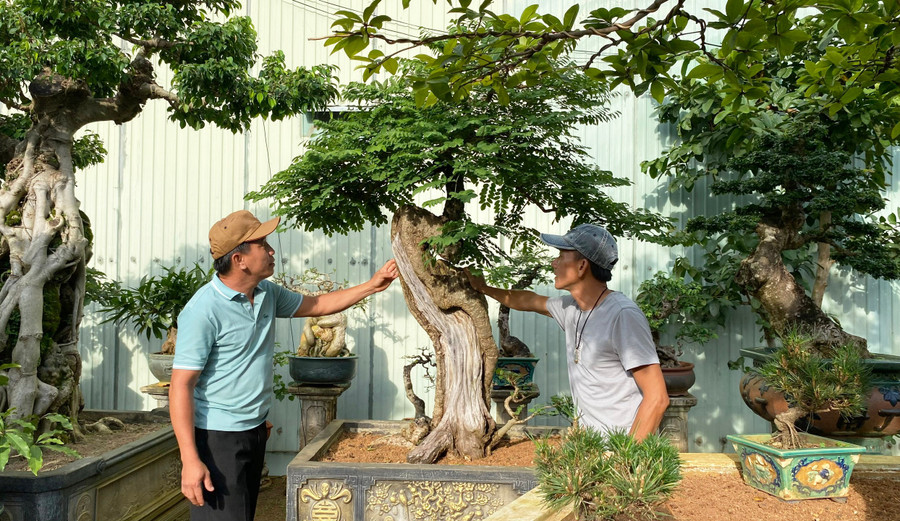 Song song với yếu tố độc lạ, mỗi tác phẩm bonsai cần rất nhiều thời gian, công sức để nuôi dưỡng hoàn thiện từng chi tiết. Ảnh: K.P song-song-voi-yeu-to-doc-la-moi-tac-pham-bonsai-can-rat-nhieu-thoi-gian-cong-suc-de-nuoi-duong-hoan-thien-tung-chi-tiet.jpg