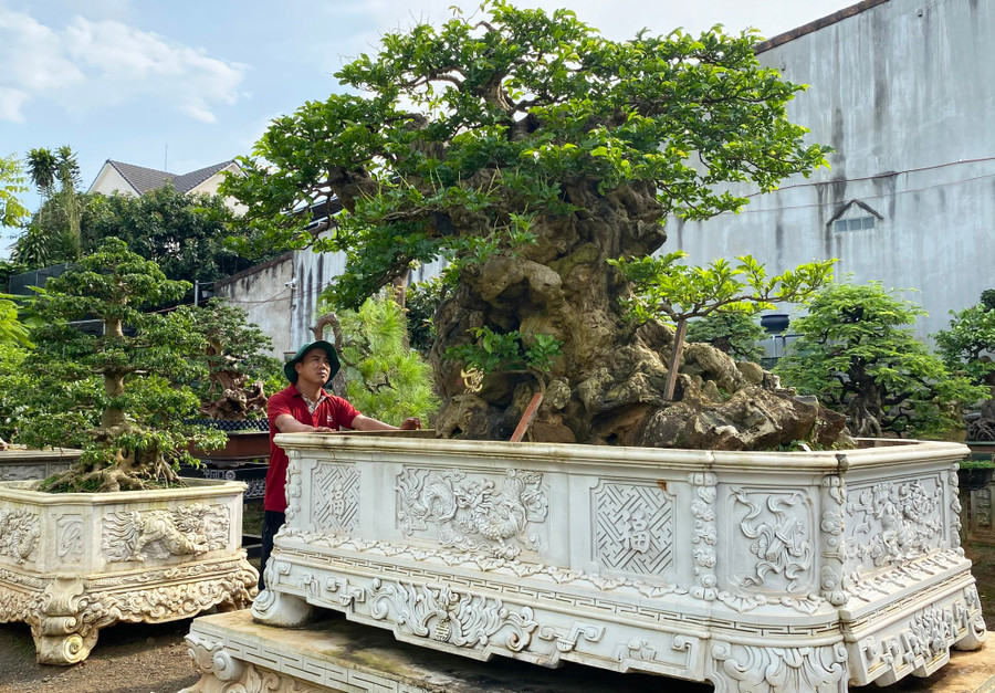Cây chòi mòi “Thiền sư” là một trong những tác phẩm ở vườn bonsai Vũ Nguyễn hội đủ các yếu tố “cổ, kỳ, mỹ, văn”. Ảnh: K.P 1-1521.jpg