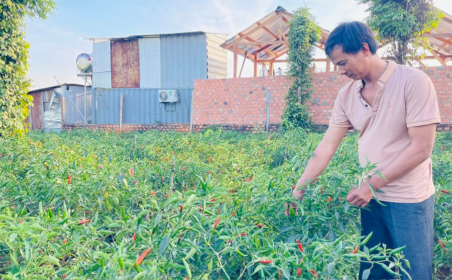 Anh Bùi Doãn Tuấn (thôn Đồng Bằng, xã Biển Hồ, TP. Pleiku) thu hoạch ớt. Ảnh: A.H anh-tuan-thu-hai-ot-ngay-ngay-dau-xuan.jpg