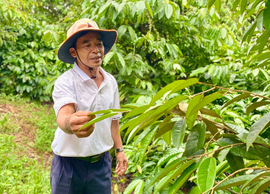 Thành viên HTX Dịch vụ nông nghiệp Ia Tô (xã Ia Tô, huyện Ia Grai) mong muốn được hỗ trợ, kết nối tiêu thụ nông sản. Ảnh: H.D a2a76f0ea20f12514b1e.jpg