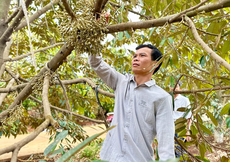 Ông Lê Văn Lực (thôn Thanh Bình, xã Ia Bă) làm giàu từ cà phê và vườn cây ăn quả. Ảnh: H.D ong-le-van-luc-thon-thanh-binh-xa-ia-ba-lam-giau-tu-ca-phe-va-vuon-cay-an-qua-anh-ha-duy.jpg