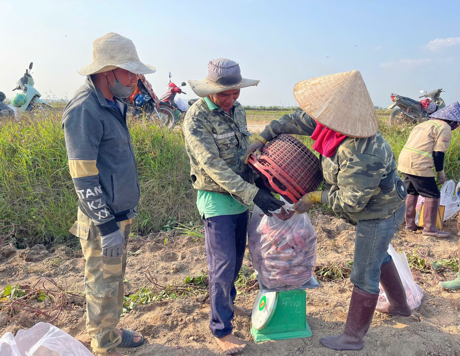 Anh Trương Văn Sơn (bìa trái, thôn Thắng Lợi 2, xã Ia Sol) giám sát nhân công thu hoạch diện tích khoai lang của gia đình. Ảnh: Vũ Chi anh-truong-van-son-bia-trai-thon-thang-loi-2-xa-ia-sol-giam-sat-nhan-cong-thu-hoach-dien-tich-khoai-lang-cua-gia-dinh-anh-vu-chi.jpg