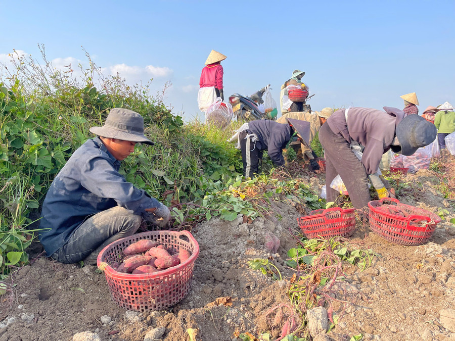 Không khí thu hoạch khoai lang tất bật trên cánh đồng xã Ia Sol. Ảnh: Vũ Chi z6433075488676-f2d5aae53ecc8b2cd6654ae833ea79e3.jpg