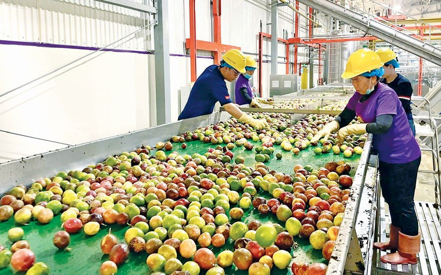 Công nhân Công ty TNHH Quicornac phân loại, xử lý tạp chất chanh dây trước khi đưa vào chế biến. Ảnh: Lê Minh 4leminh.jpg