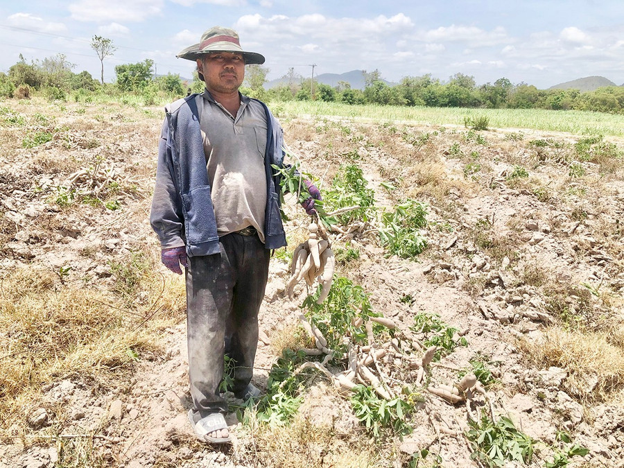 Theo ông Ksor Mớp (buôn Gum Gốp, xã Ia Rmok), người trồng mì năm nay chịu thiệt hại kép vì năng suất kém, giá lại thấp. Ảnh: L.N 1lnam.jpg