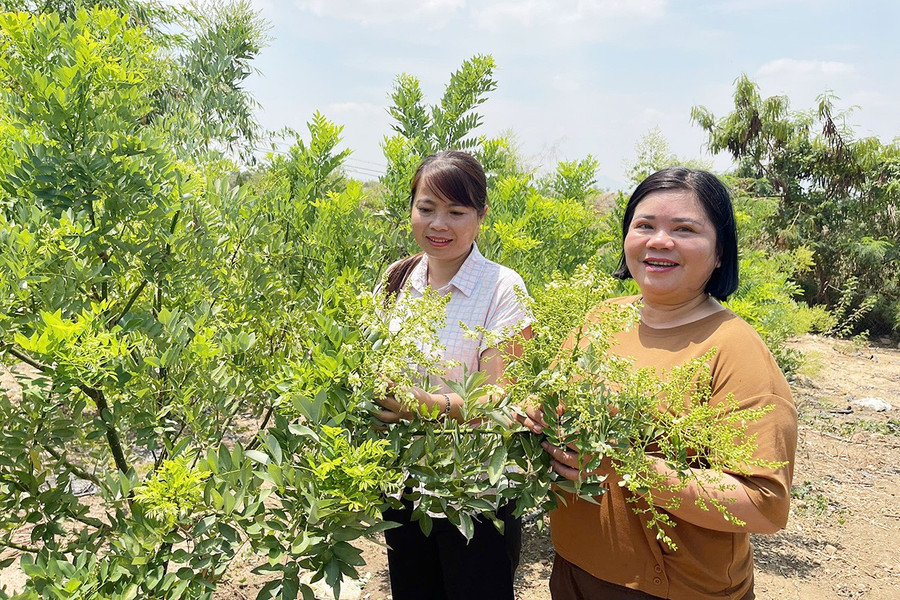 Chị Bùi Thị Tuyết Nhung (bìa phải, thôn Ia Ptau, xã Ia Sol, huyện Phú Thiện) dẫn khách đi tham quan vườn hoa hòe của gia đình. Ảnh: Vũ Chi 1-chi-bui-thi-tuyet-nhung-bia-phai-thon-ia-ptau-xa-ia-sol-huyen-phu-thien-dan-khach-di-tham-quan-vuon-hoa-hoe-cua-gia-dinh-anh-vu-chi.jpg