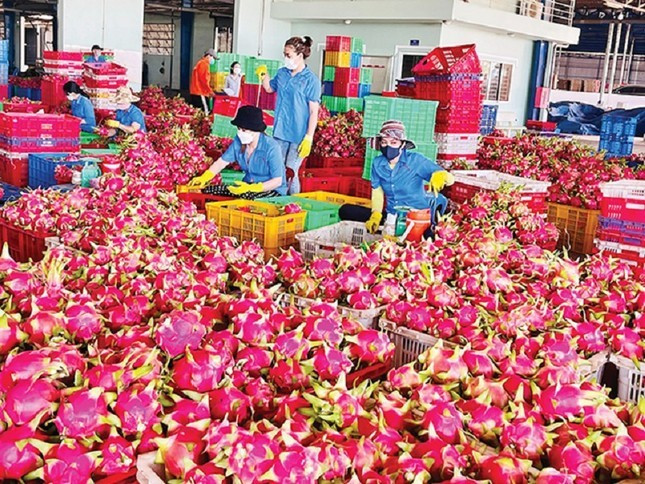 Sau nhiều năm, thanh long đã tìm lại vị trí dẫn đầu trong kim ngạch xuất khẩu rau quả. Ảnh minh họa: IT. Sau nhiều năm, thanh long đã tìm lại vị trí dẫn đầu trong kim ngạch xuất khẩu rau quả. Ảnh minh họa: IT.