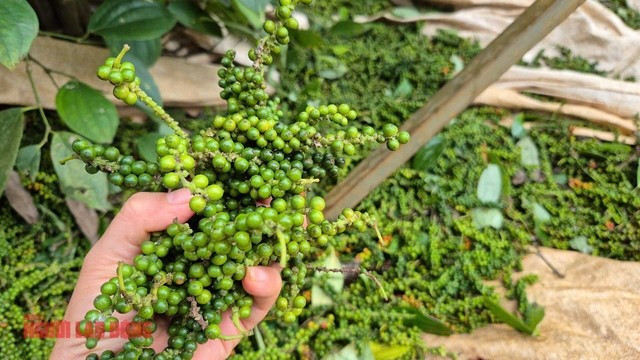 Thời tiết bất lợi khiến tiêu giảm năng suất Thời tiết bất lợi khiến tiêu giảm năng suất