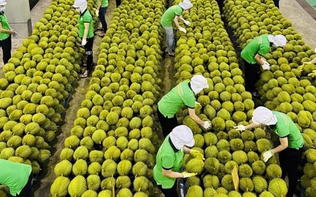 Xuất khẩu sầu riêng sụt giảm. Ảnh minh họa: IT. Xuất khẩu sầu riêng sụt giảm. Ảnh minh họa: IT.
