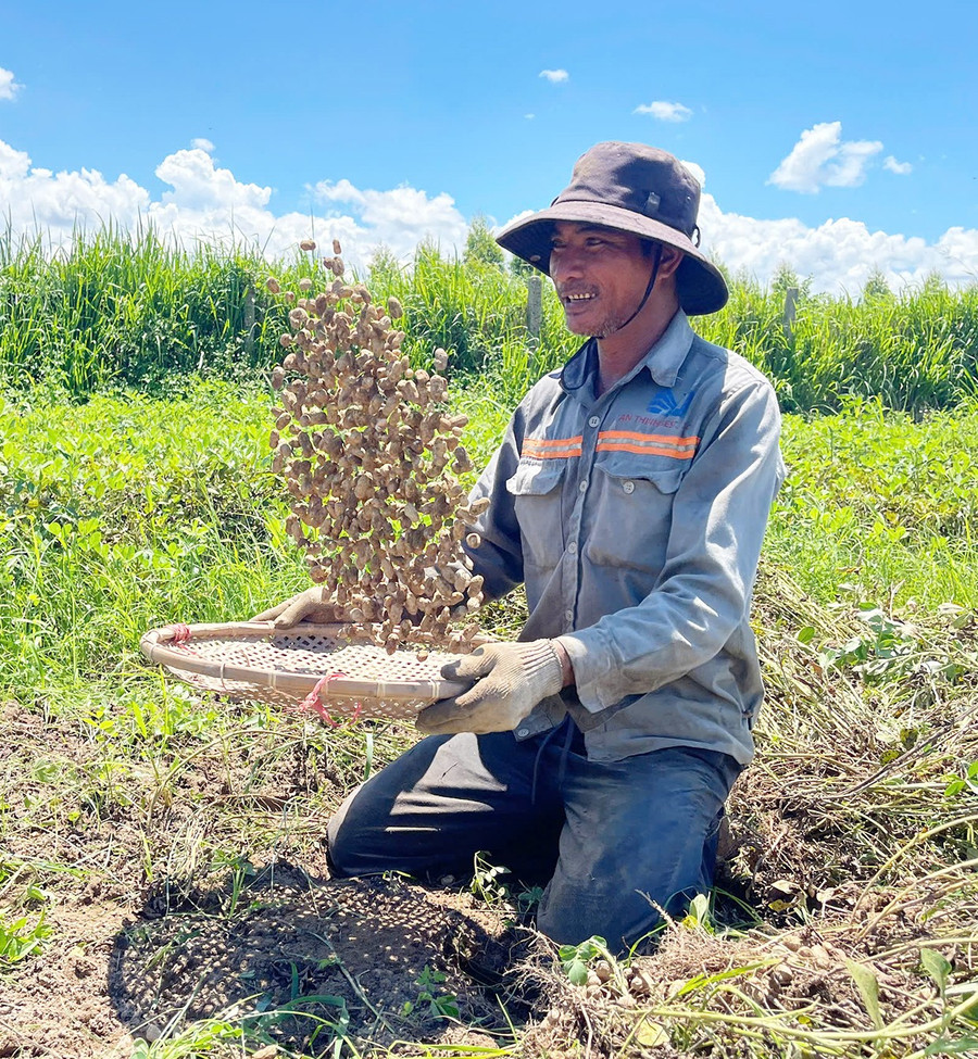 Nhờ áp dụng khoa học kỹ thuật vào sản xuất nên năng suất đậu phộng tăng đáng kể, giúp nông dân Ia Trôk có lợi nhuận cao. Ảnh: Vũ Chi 2vc.jpg