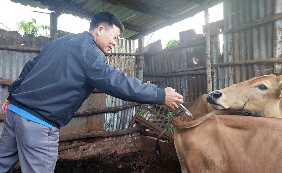 Nhân viên thú y Trung tâm Dịch vụ nông nghiệp huyện Đak Đoa tiêm phòng vắc xin LMLM cho đàn bò của người dân tại xã Hà Bầu. Ảnh: N.H 1d.jpg