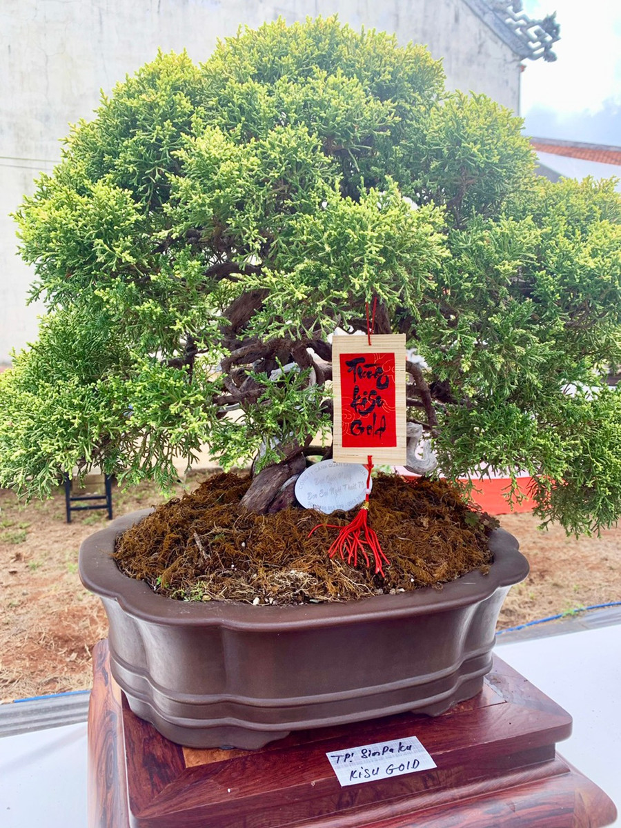 Cây bonsai lá kim được trưng bày tại triển lãm mỹ thuật ở Thiền viện Trúc Lâm Tây Nguyên (xã Ia Dêr, huyện Ia Grai). Ảnh: B.Q.V 1b.jpg