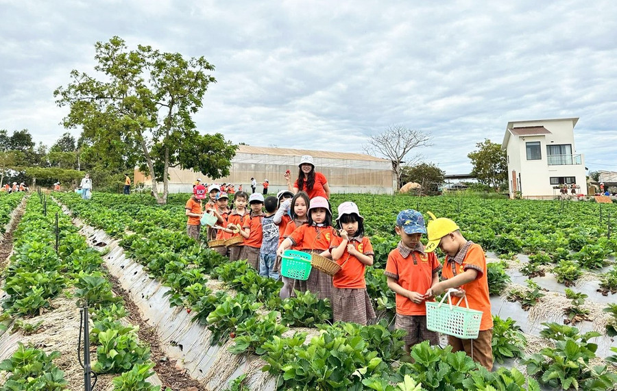 Trải nghiệm hái dâu tại vườn - cách bán hàng mới ở Gia Lai- Ảnh 2. Trải nghiệm hái dâu tại vườn - cách bán hàng mới ở Gia Lai- Ảnh 2.