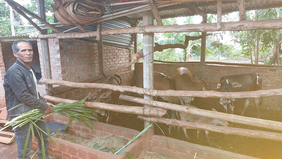 Ông Yem đang chăm sóc đàn bò mới tiêm phòng vắc xin LMLM. Ảnh: N.H 2t-5646.jpg