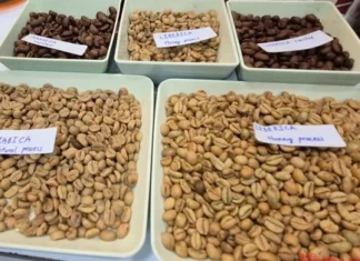  Giá cà phê hôm nay 5-5: Giải mã cơn sốt cà phê mít
