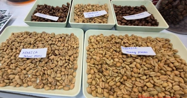  Giá cà phê hôm nay 5-5: Giải mã cơn sốt cà phê mít
