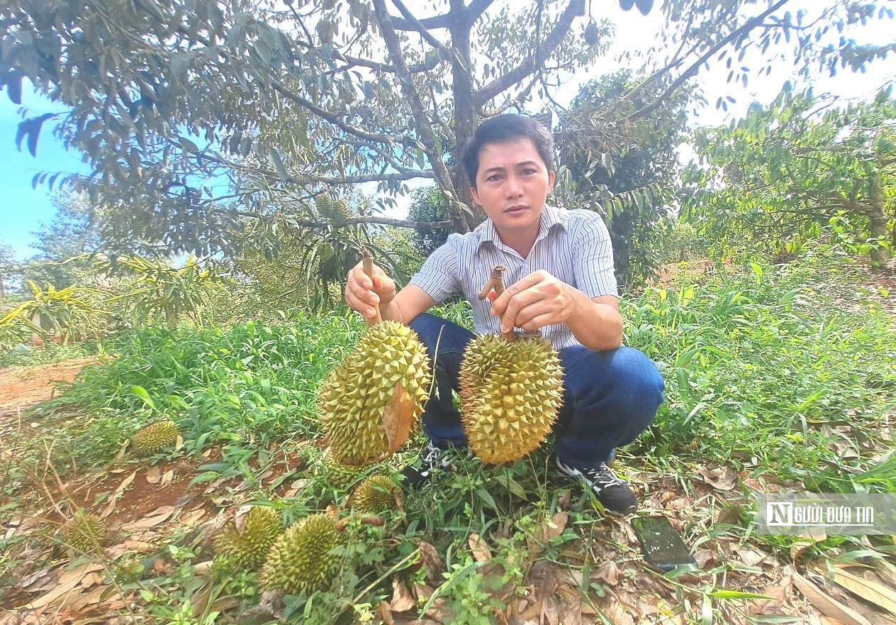 Sầu riêng chưa kịp lớn đã rụng trắng gốc, nông dân Gia Lai đối mặt nguy cơ mất mùa- Ảnh 2. Sầu riêng chưa kịp lớn đã rụng trắng gốc, nông dân Gia Lai đối mặt nguy cơ mất mùa- Ảnh 2.