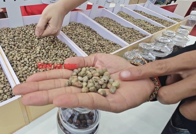 Các mẫu cà phê nhân của Việt Nam Các mẫu cà phê nhân của Việt Nam