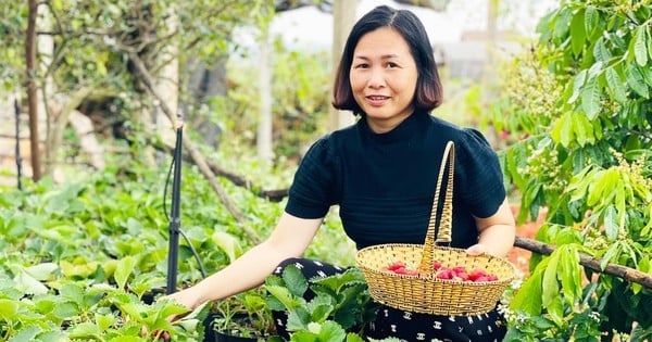 Chị Nguyễn Thị Kim Loan - chủ vườn dâu tây với mô hình trải nghiệm hái dâu tại vườn. Ảnh: N.H