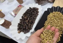  Giá cà phê hôm nay 3-5: Quay đầu tăng, thị trường khó lường
