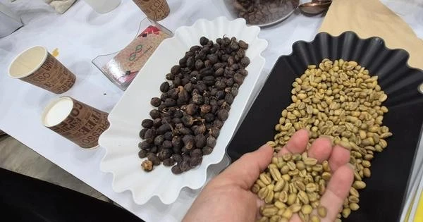  Giá cà phê hôm nay 3-5: Quay đầu tăng, thị trường khó lường
