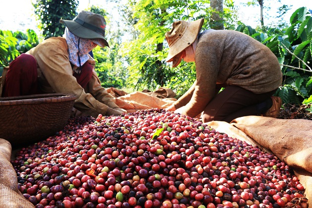 Giá cà phê trên thị trường thế giới giảm mạnh tuần qua trên hai sàn: 1