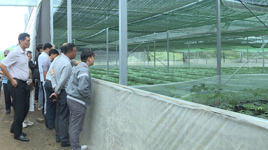 Lãnh đạo các đơn vị tham quan mô hình trồng sâm Ngọc Linh và sâm Lai Châu. Ảnh: Đoàn Bình lanh-dao-cac-don-vi-tham-quan-mo-hinh-trong-sam-ngoc-linh-va-sam-lai-chau-anh-doan-binh.jpg