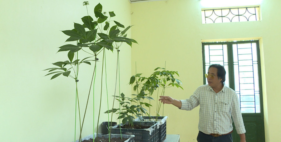 Lãnh đạo Công ty Cổ phần Sao Đỏ Tây Bắc giới thiệu về giống sâm Ngọc Linh và sâm Lai Châu. Ảnh: Đoàn Bình lanh-dao-cong-ty-co-phan-sao-do-tay-bac-gioi-thieu-ve-giong-sam-ngoc-linh-va-sam-lai-chau-anh-doan-binh-8593.jpg