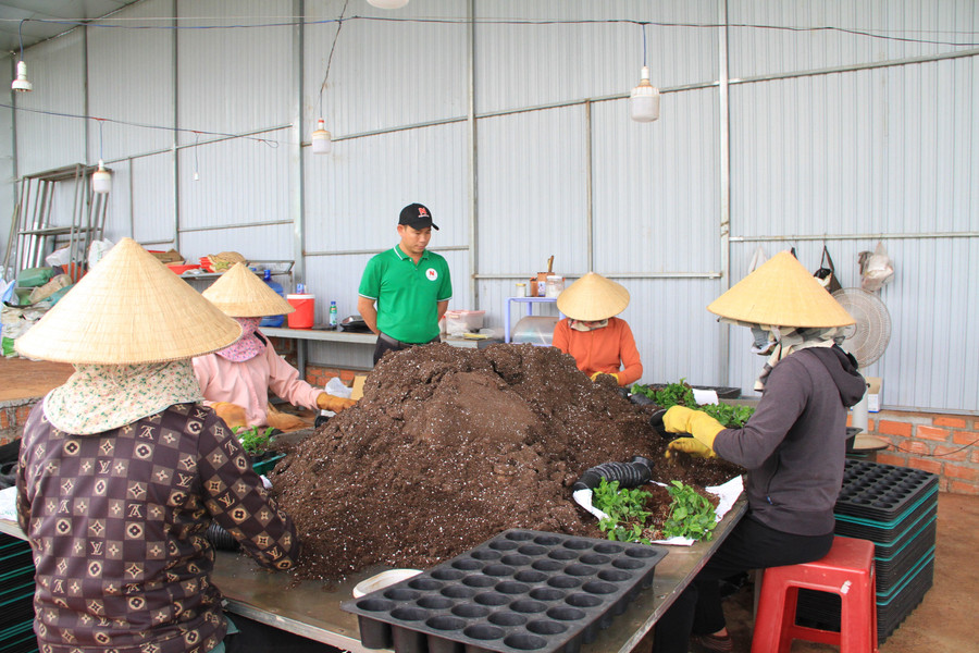 toan-bo-gia-the-de-san-xuat-cay-giong-deu-duoc-anh-ngoc-nhap-khau-anh-hh.jpg