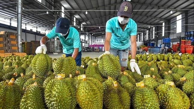 Lượng sầu riêng xuất sang Trung Quốc chỉ đạt 10 - 20% so với cùng kỳ năm ngoái. Ảnh minh họa: IT. Lượng sầu riêng xuất sang Trung Quốc chỉ đạt 10 - 20% so với cùng kỳ năm ngoái. Ảnh minh họa: IT.