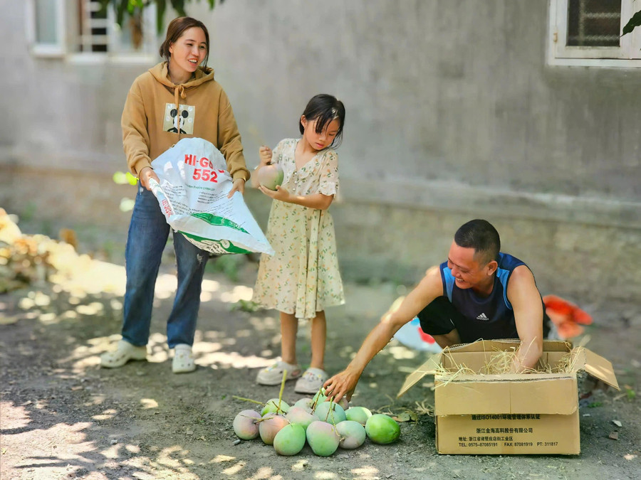 Nhiều chủ vườn tìm cách tiêu thụ xoài Úc bằng cách cho khách tham quan, hái xoài tại vườn với giá cả phải chăng Nhiều chủ vườn tìm cách tiêu thụ xoài Úc bằng cách cho khách tham quan, hái xoài tại vườn với giá cả phải chăng