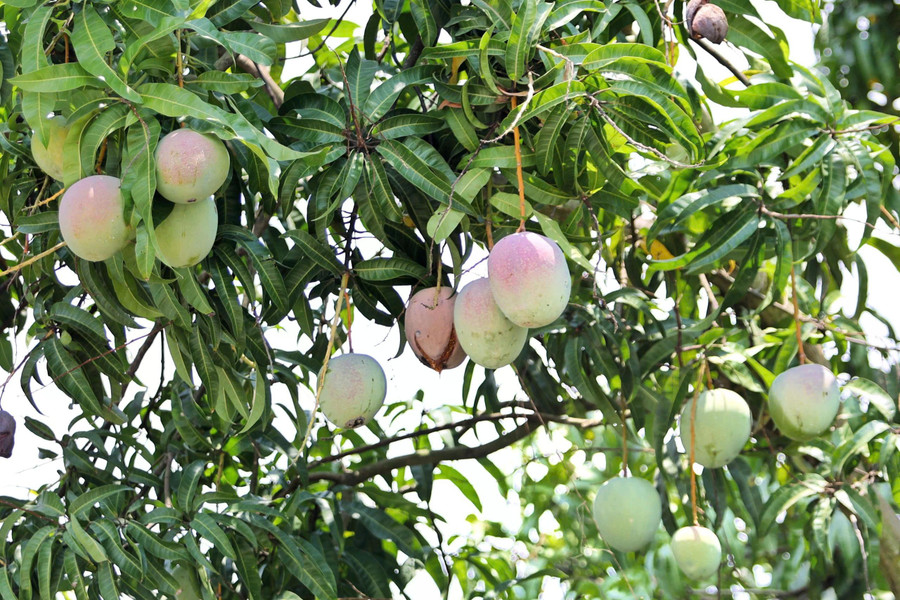 Hiện xoài Úc trên địa bàn H.Cam Lâm đến kỳ thu hoạch nhưng chưa thể tiêu thụ còn khoảng 1.800 tấn Hiện xoài Úc trên địa bàn H.Cam Lâm đến kỳ thu hoạch nhưng chưa thể tiêu thụ còn khoảng 1.800 tấn