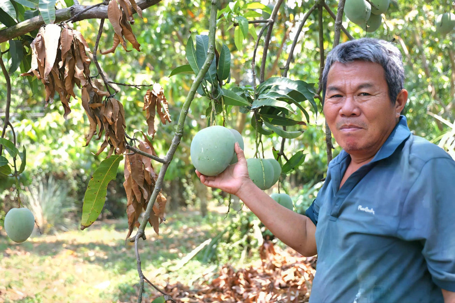 Ông Phùng bên vườn xoài Úc đã già, "xì mủ" nên thương lái không thu mua nữa Ông Phùng bên vườn xoài Úc đã già, "xì mủ" nên thương lái không thu mua nữa